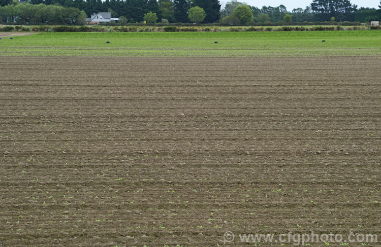 A field of Chard, Swiss. Chard or Silver Beet (<i>Beta vulgaris var. flavescens</i>) that has been succession planted. Nearby is an area of just germinated seedlings and the plants are successively larger and more mature in the distance. This vegetable is cultivated for its edible spinach-like foliage. Garden forms are available in a range of stem colours. beta-2601htm'>Beta. Order: Caryophyllales, Family: Amaranthaceae