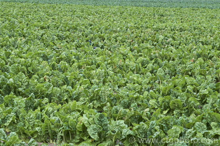 Chard, Swiss. Chard or Silver Beet (<i>Beta vulgaris var. flavescens</i>), a vegetable cultivated for its edible spinach-like foliage. Garden forms are available in a range of stem colours. beta-2601htm'>Beta. Order: Caryophyllales, Family: Amaranthaceae