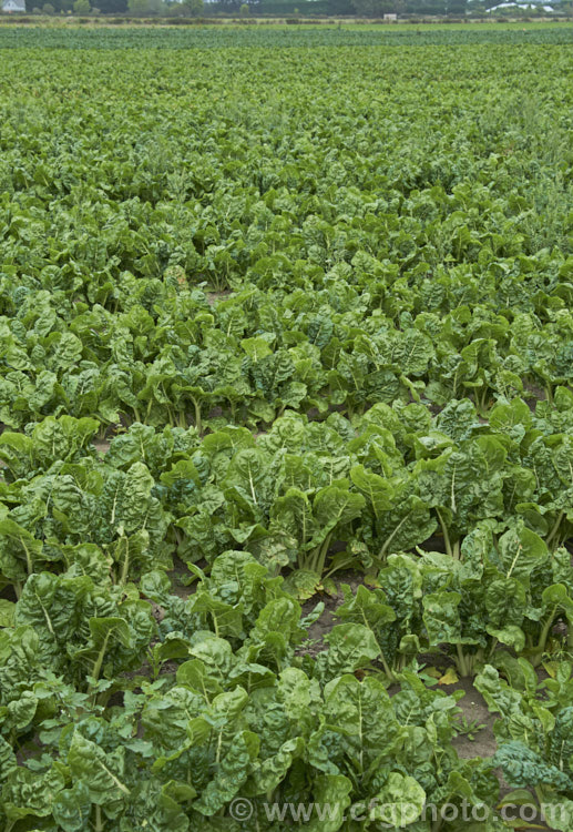 Chard, Swiss. Chard or Silver Beet (<i>Beta vulgaris var. flavescens</i>), a vegetable cultivated for its edible spinach-like foliage. Garden forms are available in a range of stem colours. beta-2601htm'>Beta. Order: Caryophyllales, Family: Amaranthaceae