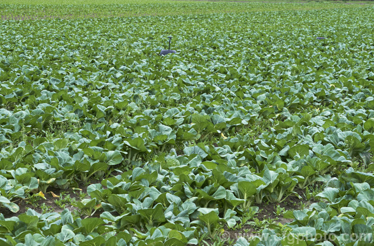 Chinese Cabbage, Napa Cabbage, Bok Choy or Pak Choy (<i>Brassica rapa subsp. chinensis</i>), an erect, non-hearting type of cabbage that originated in China and which is popular in many East Asian cuisines. Order: Brassicales, Family: Brassicaceae