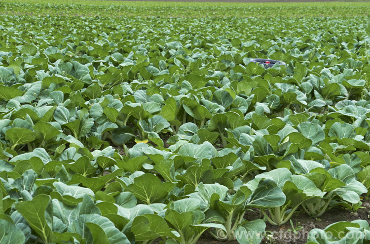 Chinese Cabbage, Napa Cabbage, Bok Choy or Pak Choy (<i>Brassica rapa subsp. chinensis</i>), an erect, non-hearting type of cabbage that originated in China and which is popular in many East Asian cuisines. Order: Brassicales, Family: Brassicaceae