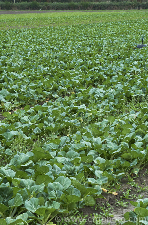 Chinese Cabbage, Napa Cabbage, Bok Choy or Pak Choy (<i>Brassica rapa subsp. chinensis</i>), an erect, non-hearting type of cabbage that originated in China and which is popular in many East Asian cuisines. Order: Brassicales, Family: Brassicaceae