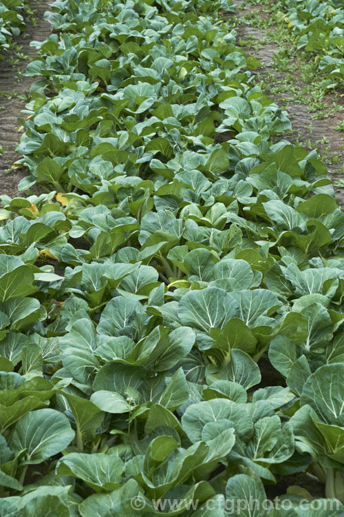 Chinese Cabbage, Napa Cabbage, Bok Choy or Pak Choy (<i>Brassica rapa subsp. chinensis</i>), an erect, non-hearting type of cabbage that originated in China and which is popular in many East Asian cuisines. Order: Brassicales, Family: Brassicaceae