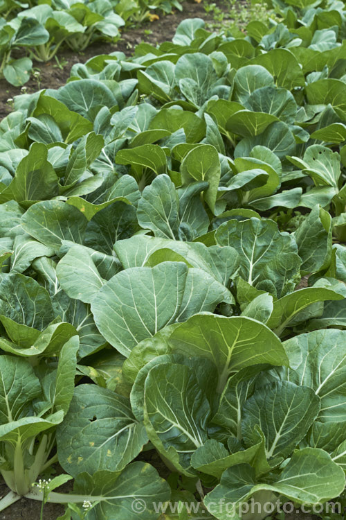 Chinese Cabbage, Napa Cabbage, Bok Choy or Pak Choy (<i>Brassica rapa subsp. chinensis</i>), an erect, non-hearting type of cabbage that originated in China and which is popular in many East Asian cuisines. Order: Brassicales, Family: Brassicaceae