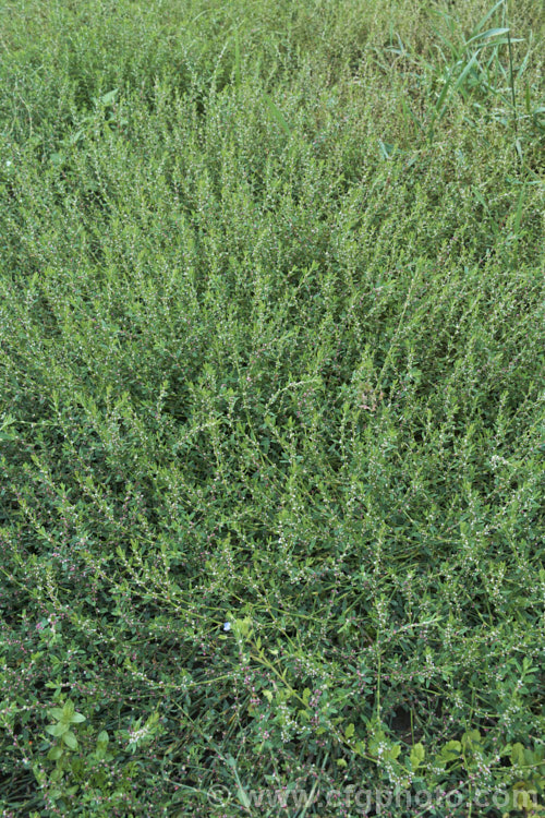 Wireweed or Knotgrass (<i>Polygonum aviculare [syn. Persicaria aviculare]), a widespread annual that is a weed of cultivated land, both in commercial crops and gardens. It grows quickly, is competitive and its seeds can remain dormant for prolonged periods. Its flowerheads form in the leaf axils and are very small in comparison to those of most other species in this genus. Order: Caryophyllales, Family: Polygonaceae