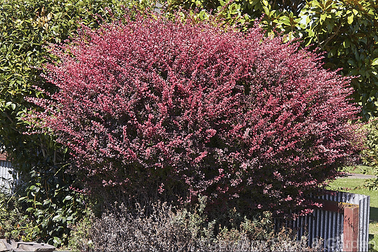 Berberis thunbergii 'Rose Glow', a cultivar with pink and white variegation over deep bronze foliage. It does not flower or fruit well and is primarily grown for its foliage. berberis-2186htm'>Berberis. Order: Ranunculales, Family: Berberidaceae