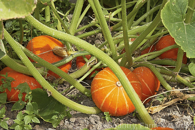 'Gold Nugget'. Pumpkin (<i>Cucurbita maxima 'Gold Nugget'), an early-maturing small-fruited pumpkin with edible seeds. The fruit changes from yellow to orange as it ripens . It is a popular variety for city gardens in Australia and New Zealand cucurbita-2430htm'>Cucurbita. <a href='cucurbitaceae-plant-family-photoshtml'>Cucurbitaceae</a>.