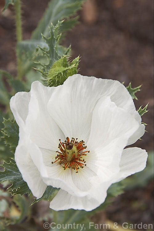 Prickly Poppy (<i>Argemone hispida</i>), a summer-flowering perennial native to the Rocky. Mountains. It grows to around 60cm tall and is distinguished from many of the other species in the genus by being faintly hairy as well as carrying a dense covering of fine prickles. Order: Ranunculales, Family: Papaveraceae