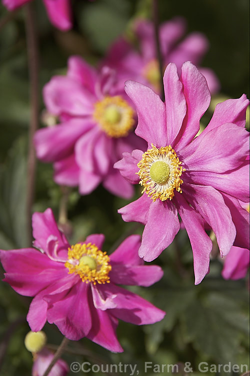 Anemone scabiosa (syns. Anemone hupehensis var. japonica, Anemone x hybrida, Anemone japonica</i>) 'Prinz Heinrich' (syn 'Prince Henry'), a deep pink, loosely semi-double-flowered form of the Japanese Anemone, an erect autumn-flowering perennial of garden origin, developed from species native to Japan and China 'Prinz Heinrich' was introduced in 1902 and has around 13 fairly narrow petals.