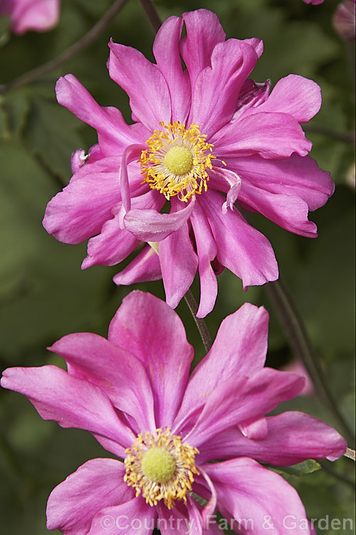 Anemone scabiosa (syns. Anemone hupehensis var. japonica, Anemone x hybrida, Anemone japonica</i>) 'Prinz Heinrich' (syn 'Prince Henry'), a deep pink, loosely semi-double-flowered form of the Japanese Anemone, an erect autumn-flowering perennial of garden origin, developed from species native to Japan and China 'Prinz Heinrich' was introduced in 1902 and has around 13 fairly narrow petals.