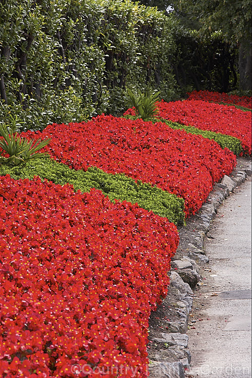 Massed red-flowered, red-leaved Bedding Begonias or Wax Begonias (<i>Begonia semperflorens-cultorum hybrids</i>) inter-planted with small, bright green euonymus. Derived from several fibrous-rooted species, these small-flowered hybrids occur in green- and red-leaved forms and in a range of flower colours. Although perennial, they are frost-tender and are usually treated as annuals. Order: Cucurbitales, Family: Begoniaceae