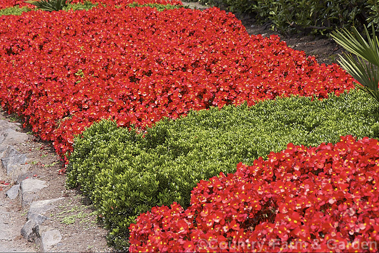 Massed red-flowered, red-leaved Bedding Begonias or Wax Begonias (<i>Begonia semperflorens-cultorum hybrids</i>) inter-planted with small, bright green euonymus. Derived from several fibrous-rooted species, these small-flowered hybrids occur in green- and red-leaved forms and in a range of flower colours. Although perennial, they are frost-tender and are usually treated as annuals. Order: Cucurbitales, Family: Begoniaceae