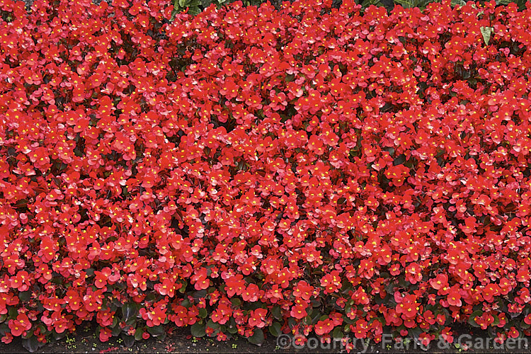 Massed red-flowered, red-leaved Bedding Begonias or Wax Begonias (<i>Begonia semperflorens-cultorum hybrids</i>) inter-planted with small, bright green euonymus. Derived from several fibrous-rooted species, these small-flowered hybrids occur in green- and red-leaved forms and in a range of flower colours. Although perennial, they are frost-tender and are usually treated as annuals. Order: Cucurbitales, Family: Begoniaceae