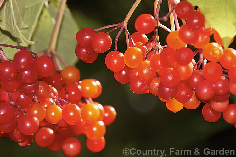 Ripe fruit of the Guelder. Rose (<i>Viburnum opulus</i>), a 4-5m tall Eurasian deciduous shrub with heads of white flowers in spring. The true flowers are small but are made more showy by large sterile bracts that are often exaggerated in the garden forms. viburnum-2081htm'>Viburnum.. viburnum-2081htm'>Viburnum. <a href='adoxaceae-plant-family-photoshtml'>Adoxaceae</a>.