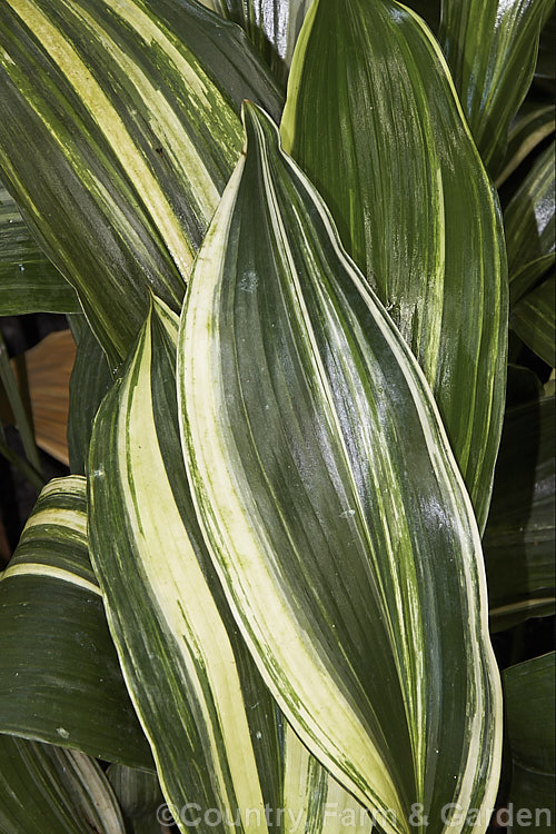 Aspidistra elatior 'Variegata', a cream-variegated cultivar of the Cast. Iron Plant or Bar. Room Plant, an evergreen perennial found from the Himalayas to southern Japan. The aspidistra was a very popular indoor plant in the days when houses were largely unheated, due to its ability to survive in draughty, poorly lit locations. aspidistra-2375htm'>Aspidistra.