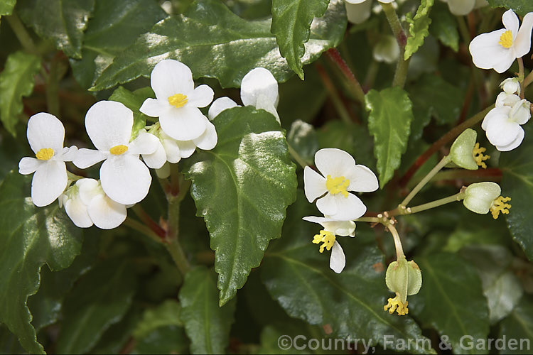 Cuban. Holly (<i>Begonia cubensis</i>), a relatively small, fibrous-rooted begonia with 6mm wide white flowers that open from early autumn. The foliage has wavy edges with broad, shallow teeth. Order: Cucurbitales, Family: Begoniaceae