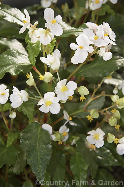 Cuban. Holly (<i>Begonia cubensis</i>), a relatively small, fibrous-rooted begonia with 6mm wide white flowers that open from early autumn. The foliage has wavy edges with broad, shallow teeth. Order: Cucurbitales, Family: Begoniaceae