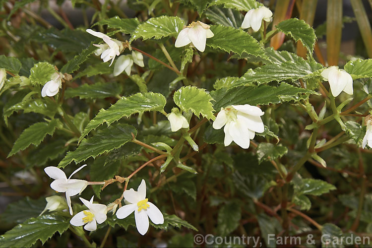 White Rhubarb. Begonia (<i>Begonia acutifolia [syn. Begonia acuminata]), a fibrous-rooted evergreen begonia native to Jamaica and Cuba. It flowers throughout the year and has stems to 1m tall Order: Cucurbitales, Family: Begoniaceae