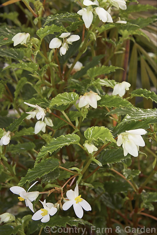 White Rhubarb. Begonia (<i>Begonia acutifolia [syn. Begonia acuminata]), a fibrous-rooted evergreen begonia native to Jamaica and Cuba. It flowers throughout the year and has stems to 1m tall Order: Cucurbitales, Family: Begoniaceae