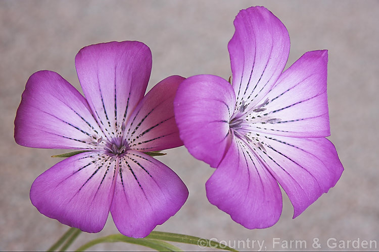 Corncockle (<i>Agrostemma githago</i>), a summer-flowering Mediterranean annual of the carnation family. Its long, wiry stems can grow to around 1m tall and the flowers are around 2cm wide. Cultivars occur in a range of mauve to red shades. While capable of self-sowing very freely and sometimes considered a minor weed, it is also quite widely cultivated for its airy, graceful habit. agrostemma-2269htm'>Agrostemma. Order: Caryophyllales, Family: Caryophyllaceae