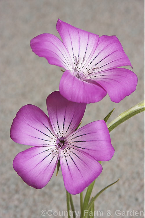 Corncockle (<i>Agrostemma githago</i>), a summer-flowering Mediterranean annual of the carnation family. Its long, wiry stems can grow to around 1m tall and the flowers are around 2cm wide. Cultivars occur in a range of mauve to red shades. While capable of self-sowing very freely and sometimes considered a minor weed, it is also quite widely cultivated for its airy, graceful habit. agrostemma-2269htm'>Agrostemma. Order: Caryophyllales, Family: Caryophyllaceae