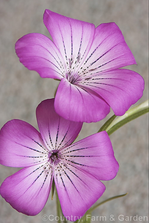 Corncockle (<i>Agrostemma githago</i>), a summer-flowering Mediterranean annual of the carnation family. Its long, wiry stems can grow to around 1m tall and the flowers are around 2cm wide. Cultivars occur in a range of mauve to red shades. While capable of self-sowing very freely and sometimes considered a minor weed, it is also quite widely cultivated for its airy, graceful habit. agrostemma-2269htm'>Agrostemma. Order: Caryophyllales, Family: Caryophyllaceae