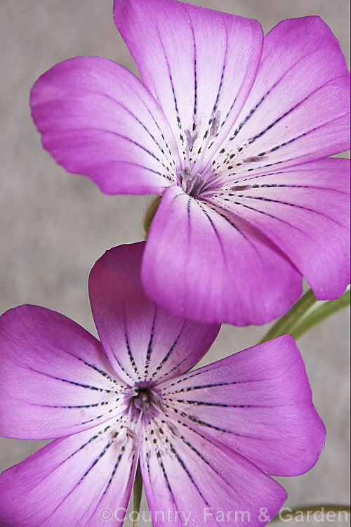 Corncockle (<i>Agrostemma githago</i>), a summer-flowering Mediterranean annual of the carnation family. Its long, wiry stems can grow to around 1m tall and the flowers are around 2cm wide. Cultivars occur in a range of mauve to red shades. While capable of self-sowing very freely and sometimes considered a minor weed, it is also quite widely cultivated for its airy, graceful habit Order: Caryophyllales, Family: Caryophyllaceae