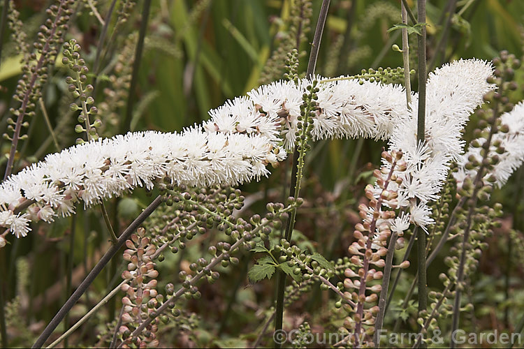 Kamchatka Bugbane (<i>Actaea simplex</i> [syn. <i>Cimicifuga simplex</i>]), a species of Bugbane found in Mongolia, eastern Russia and Japan. It is an autumn-flowering herbaceous perennial that grows 60cm x 12m tall. Order: Ranunculales, Family: Ranunculaceae