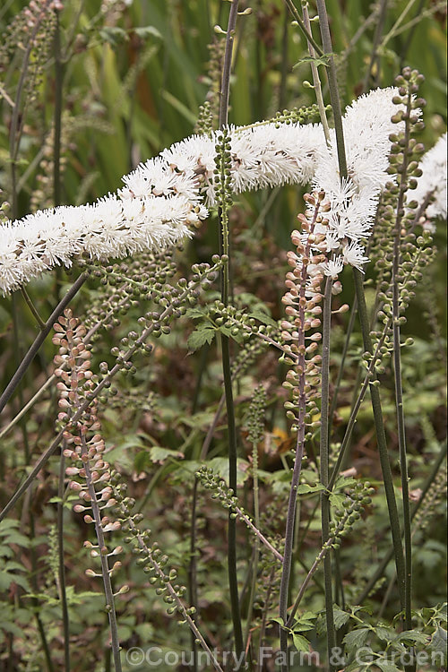 Kamchatka Bugbane (<i>Actaea simplex</i> [syn. <i>Cimicifuga simplex</i>]), a species of Bugbane found in Mongolia, eastern Russia and Japan. It is an autumn-flowering herbaceous perennial that grows 60cm x 12m tall. Order: Ranunculales, Family: Ranunculaceae