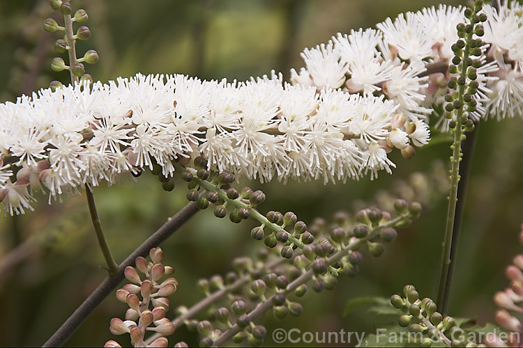 Kamchatka Bugbane (<i>Actaea simplex</i> [syn. <i>Cimicifuga simplex</i>]), a species of Bugbane found in Mongolia, eastern Russia and Japan. It is an autumn-flowering herbaceous perennial that grows 60cm x 12m tall. Order: Ranunculales, Family: Ranunculaceae