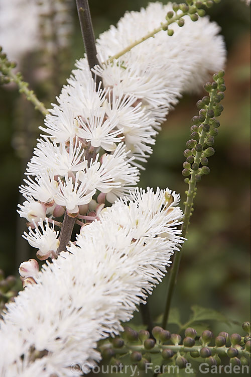 Kamchatka Bugbane (<i>Actaea simplex</i> [syn. <i>Cimicifuga simplex</i>]), a species of Bugbane found in Mongolia, eastern Russia and Japan. It is an autumn-flowering herbaceous perennial that grows 60cm x 12m tall. Order: Ranunculales, Family: Ranunculaceae