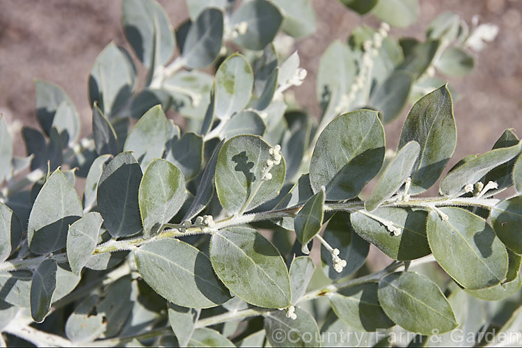 The foliage and young flower buds of the Mt. Morgan Wattle or Queensland Silver Wattle (<i>Acacia podalyriifolia</i>), an early winter-flowering evergreen shrub or small tree that grows to around 5m tall. Native to northeastern Australia, it is notable for its large silver-blue phyllodes as well as its showy flowers. Order: Fabales, Family: Fabaceae