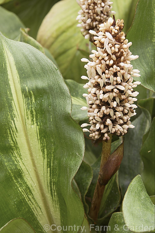 Palisota bracteosa, a spring-flowering evergreen perennial native to tropical West Africa. The foliage variegation is a natural feature of this species, which is sometimes grown as a house or conservatory plant . The flower spike is up to 18cm tall and may white, cream or pink-tinted. Red berries follow. palisota-2729htm'>Palisota. <a href='commelinaceae-plant-family-photoshtml'>Commelinaceae</a>.