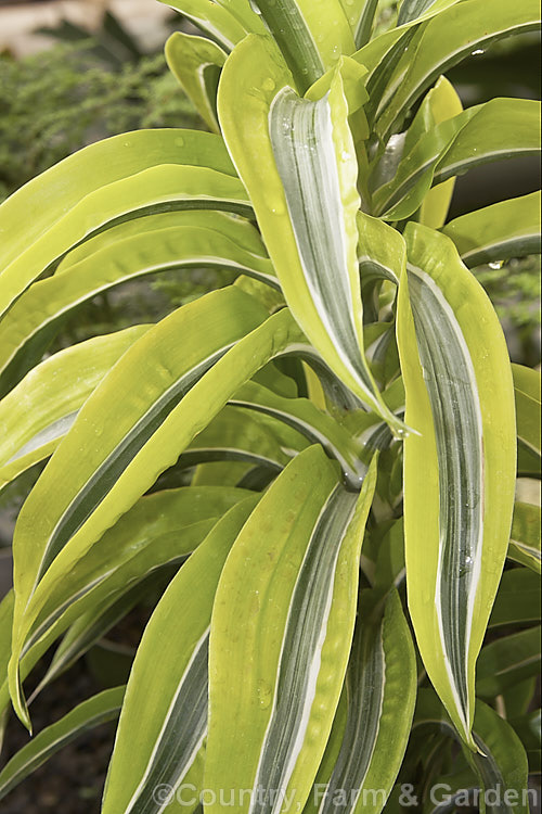 Dracaena fragrans (syn. Dracaena deremensis</i>) 'Lemon Surprise', a boldly marked variegated cultivar with a strongly upright habit and fairly narrow leaves. It is very similar to the cultivar 'Paradisio' but has clearer white to cream striping along the midrib. It is one of the group known as the compacta hybrids. dracaena-2694htm'>Dracaena.