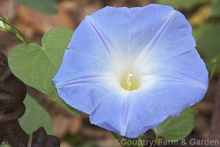 Ipomoea tricolor 'Heavenly. Blue', a cultivar of a Mexican twining perennial that is often cultivated as an annual, either climbing or in hanging baskets. ipomoea-2702htm'>Ipomoea. <a href='convolvulaceae-plant-family-photoshtml'>Convolvulaceae</a>.