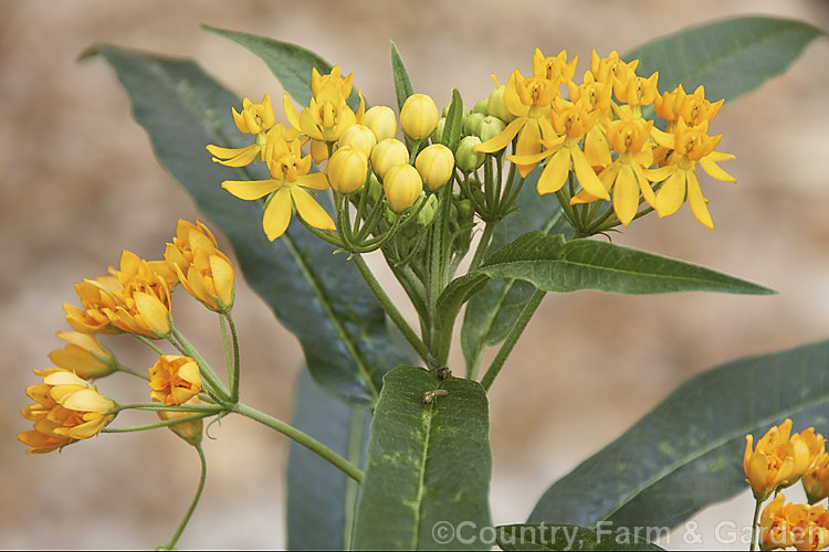 Butterfly. Weed (<i>Asclepias tuberosa</i>), a 05 x 1m high tuberous-rooted, summer-flowering woody perennial from the eastern and central United States. It is one of the preferred milkweed food plants of the Monarch. Butterfly (<i>Danaus plexippus</i>). asclepias-2371htm'>Asclepias. Order: Gentianales, Family: Apocynaceae