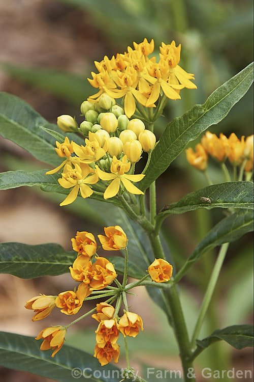 Butterfly. Weed (<i>Asclepias tuberosa</i>), a 05 x 1m high tuberous-rooted, summer-flowering woody perennial from the eastern and central United States. It is one of the preferred milkweed food plants of the Monarch. Butterfly (<i>Danaus plexippus</i>) . asclepias-2371htm'>Asclepias. Order: Gentianales, Family: Apocynaceae