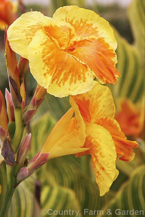 Canna x generalis 'Tropicanna Gold', one of the many cultivars of this group of hybrid rhizomatous perennials of species from the American tropics and subtropics. A yellow and green form of the original multi-coloured 'Tropicanna', 'Tropicanna Gold' has bright yellow and orange flowers but is really grown more for its boldly marked foliage. Order: Zingiberales, Family: Cannaceae