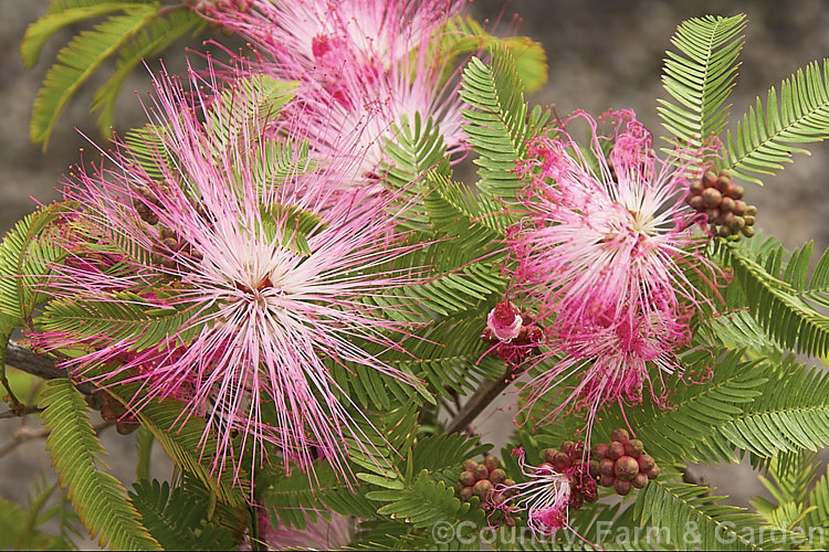 Dwarf Powder. Puff (<i>Calliandra emarginata</i>), a low, spreading, evergreen shrub found from Honduras to southern Mexico. It grows to around 1m tall and in mild areas will flower throughout the year. The filaments on the flowerheads are up to 30mm long. calliandra-2621htm'>Calliandra.