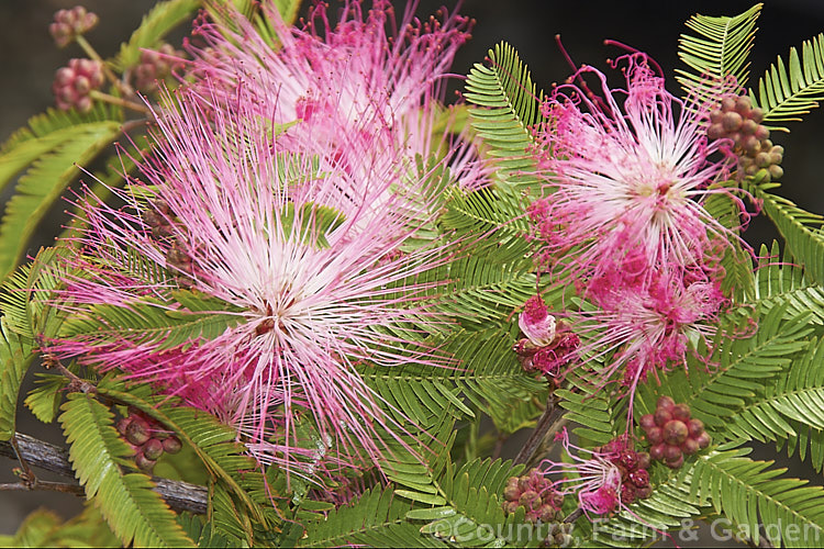 Dwarf Powder. Puff (<i>Calliandra emarginata</i>), a low, spreading, evergreen shrub found from Honduras to southern Mexico. It grows to around 1m tall and in mild areas will flower throughout the year. The filaments on the flowerheads are up to 30mm long. calliandra-2621htm'>Calliandra.