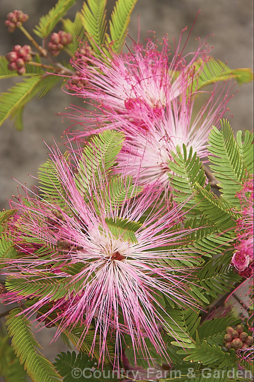 Dwarf Powder. Puff (<i>Calliandra emarginata</i>), a low, spreading, evergreen shrub found from Honduras to southern Mexico. It grows to around 1m tall and in mild areas will flower throughout the year. The filaments on the flowerheads are up to 30mm long. calliandra-2621htm'>Calliandra.