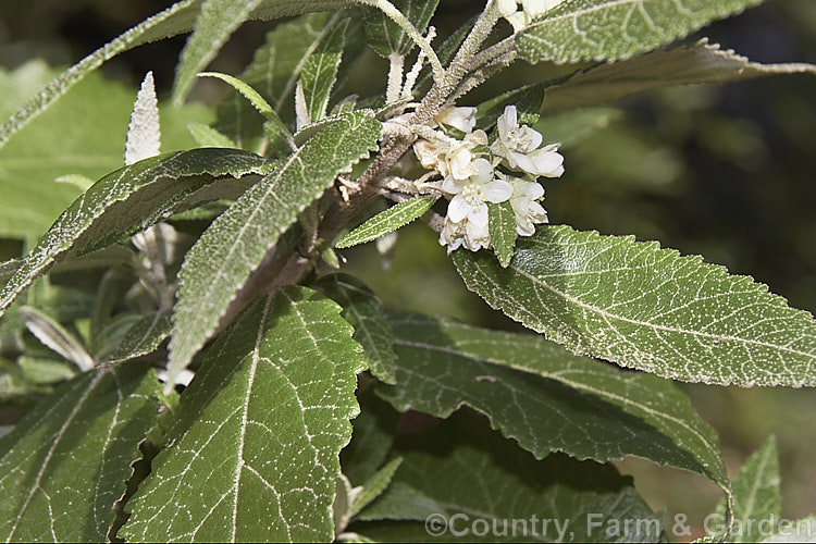 Currajong or Tasmanian. Hemp. Bush (<i>Asterotrichion discolor</i>), an evergreen summer-flowering shrub or small tree to 5m tall, native to Tasmania. A member of the mallow family (<i>Malvaceae</i>), its stems and the underside of the leaves are densely covered with white to buff hairs. The fibrous inner bark has been used to make string or rope. asterotrichion-2380htm'>Asterotrichion.