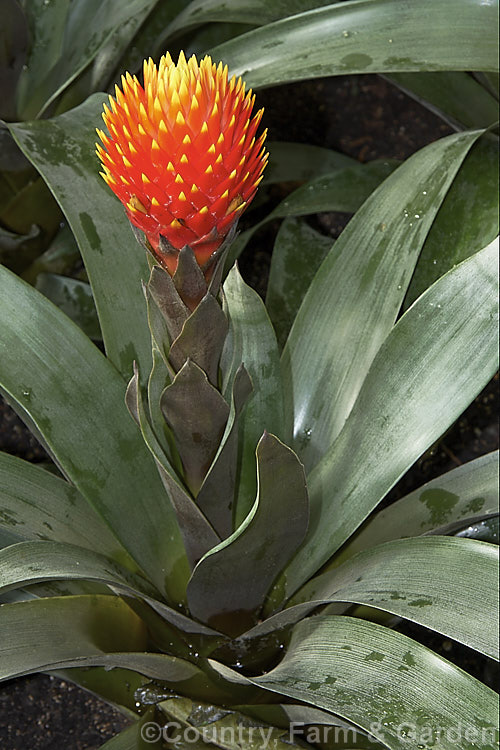 Guzmania conifera, a Venezuelan bromeliad with striking, yellow-tipped orange-red flowerheads from which open yellow flowers. The long, broadly strappy leaves are silver dusted above and purple-tinted below. Order: Poales, Family: Bromeliaceae
