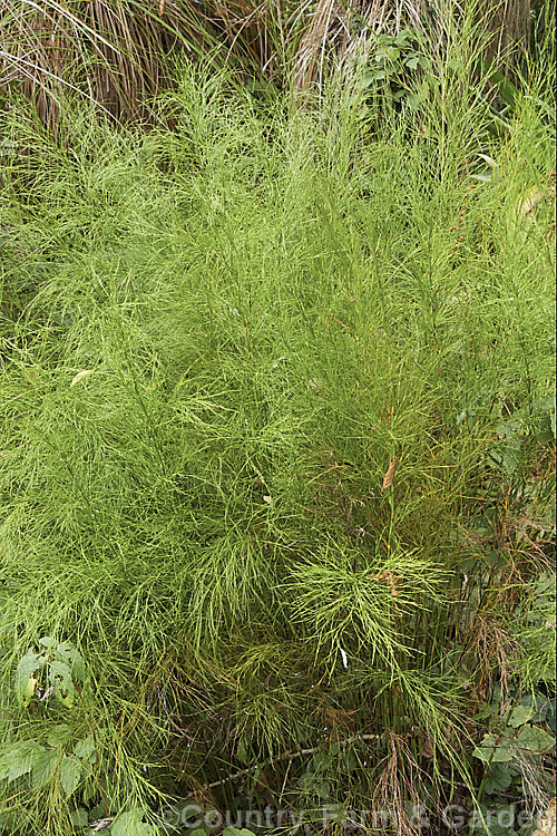 Plume Rush or Australian Reed (<i>Baloskion tetraphyllum</i>), a clumping, 50-160cm tall, rhizomatous perennial native to coastal eastern Australia, where it is found in swampy areas and along river banks from central Queensland to Tasmania. baloskion-2592htm'>Baloskion.