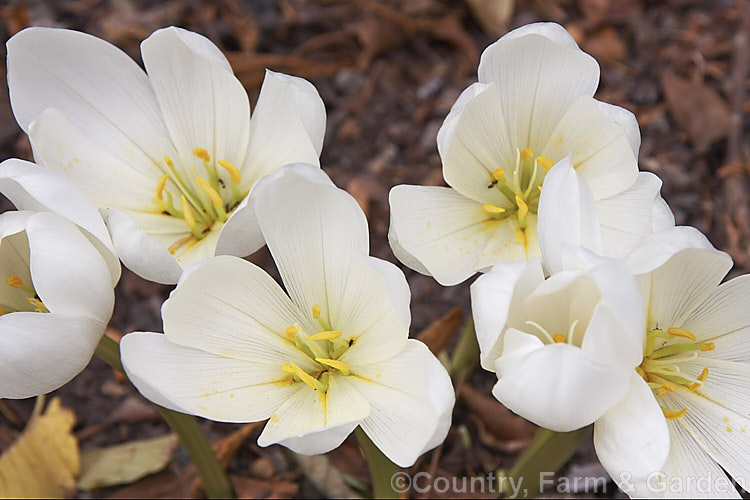 White Autumn Crocus (<i>Colchicum speciosum</i> 'Album'), a white-flowered form of an autumn-blooming bulb native to northern Turkey, Iran and the Caucasus It is among the largest flowered of the colchicums. Order: Liliales, Family: Colchicaceae