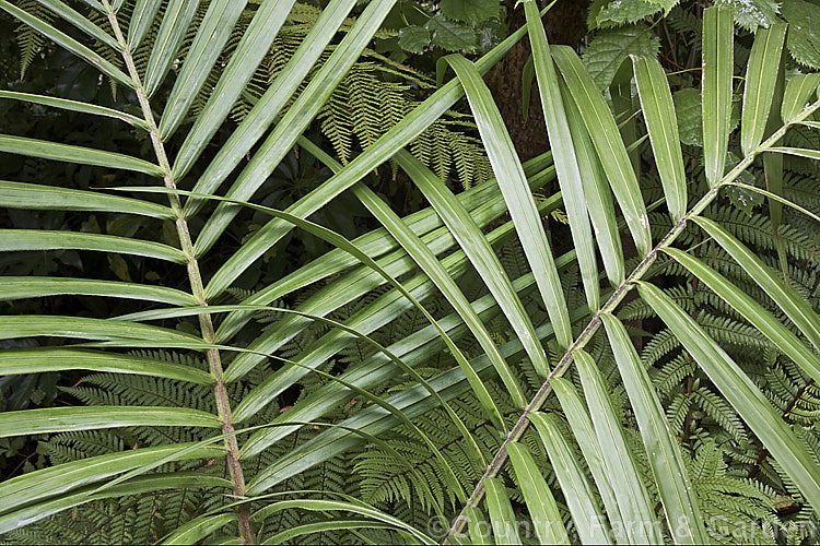 The foliage of a young Bangalow. Palm or Piccabeen. Palm (<i>Archontophoenix cunninghamiana</i>), a graceful feather palm to 22m tall found in eastern Australia from Mackay to Batemans. Bay Order: Arecales, Family: Arecaceae