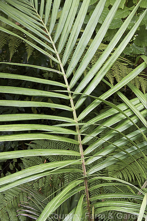 The foliage of a young Bangalow. Palm or Piccabeen. Palm (<i>Archontophoenix cunninghamiana</i>), a graceful feather palm to 22m tall found in eastern Australia from Mackay to Batemans. Bay Order: Arecales, Family: Arecaceae