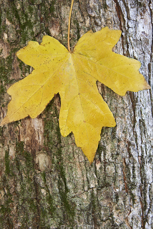 Autumn leaf and bark of <i>Acer miyabei</i>, a 12m high deciduous tree native to Japan. It is notable for its corky bark, finely hairy blue-green foliage and autumn colour. Order Sapindales, Family: Sapindaceae