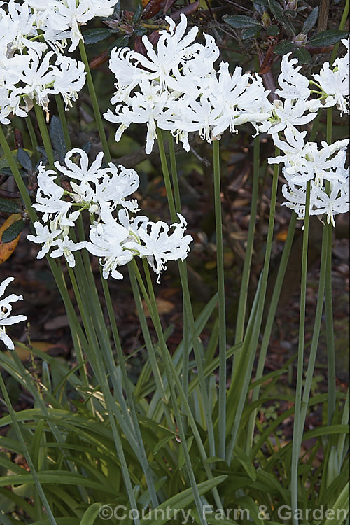 Nerine flexuosa 'Alba', a white-flowered form of a normally pink-flowered autumn-blooming bulb native to South Africa. The flower stems can be up to 1m tall nerine-2460htm'>Nerine.