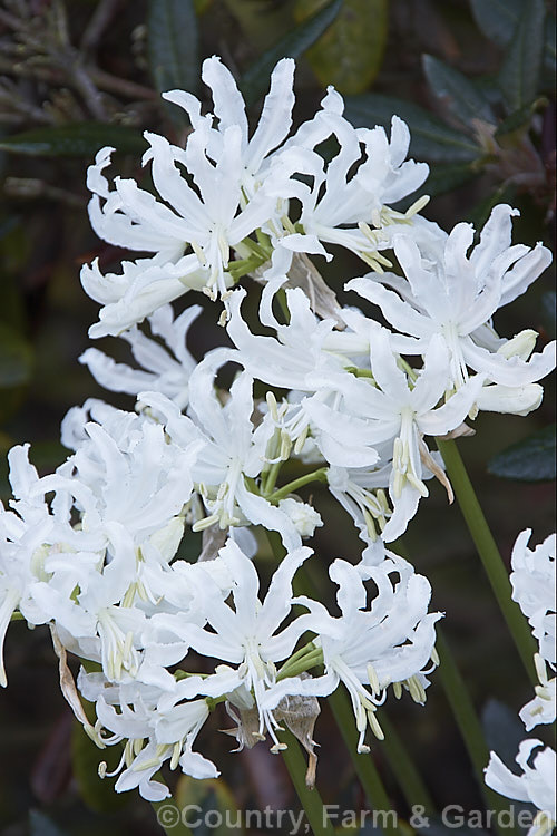 Nerine flexuosa 'Alba', a white-flowered form of a normally pink-flowered autumn-blooming bulb native to South Africa. The flower stems can be up to 1m tall nerine-2460htm'>Nerine.